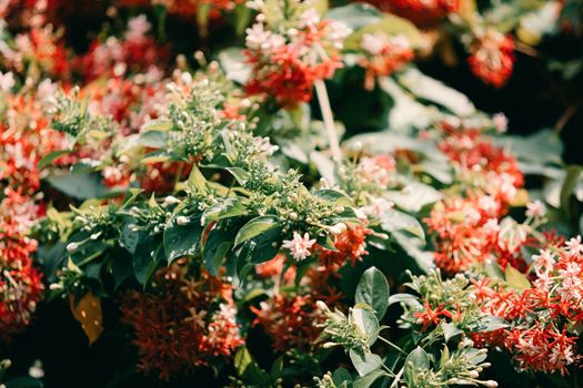 Vibrant red and white flowers bloom amidst lush green foliage in a sunny outdoor setting.