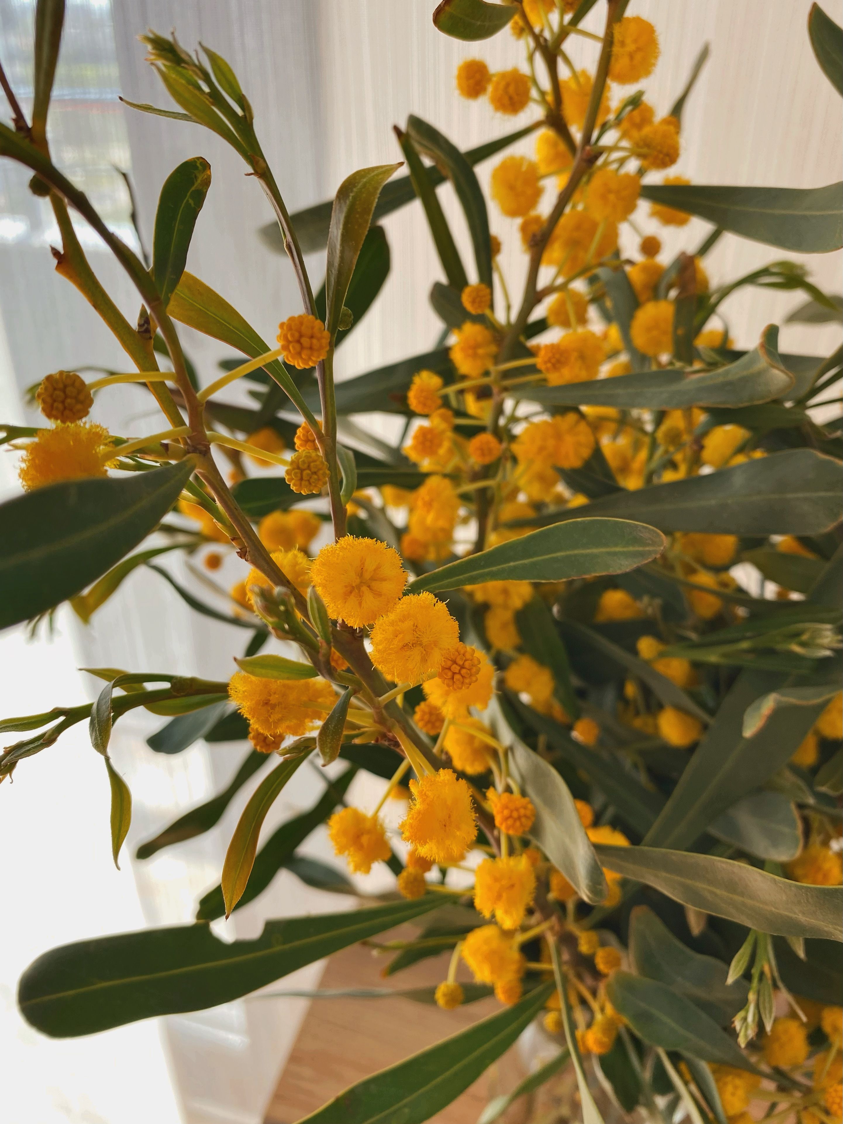 無料 鮮やかな黄色のアカシアの花と、青々とした葉が、室内の自然光の下で美しく輝いている。 写真素材