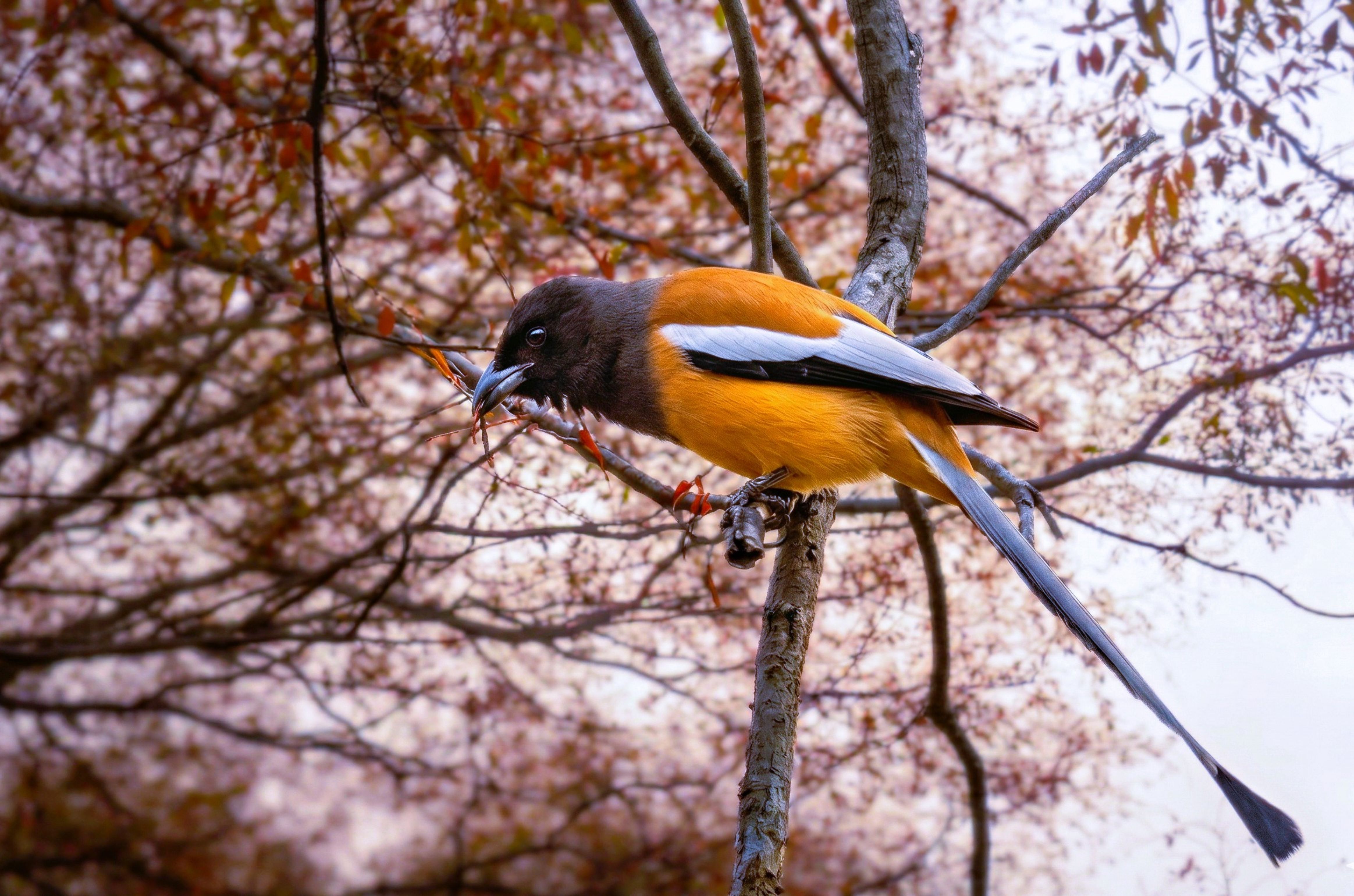 Vibrant Rufous Treepie Perched in Rajasthan Forest · Free Stock Photo