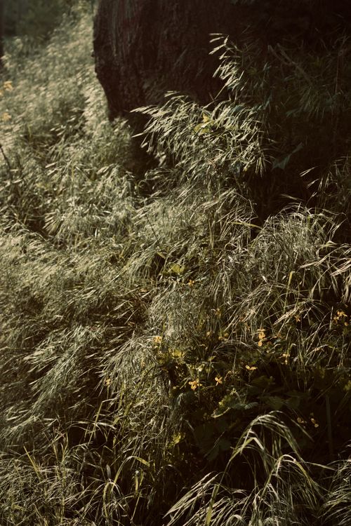 Free Sunlit dense forest foliage with grass and leaves, creating a natural, tranquil ambiance. Stock Photo