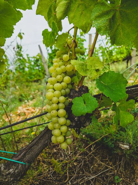Close-up of ripe green grapes hanging on a vine in a Tokaj vineyard, Hungary's famous wine region.