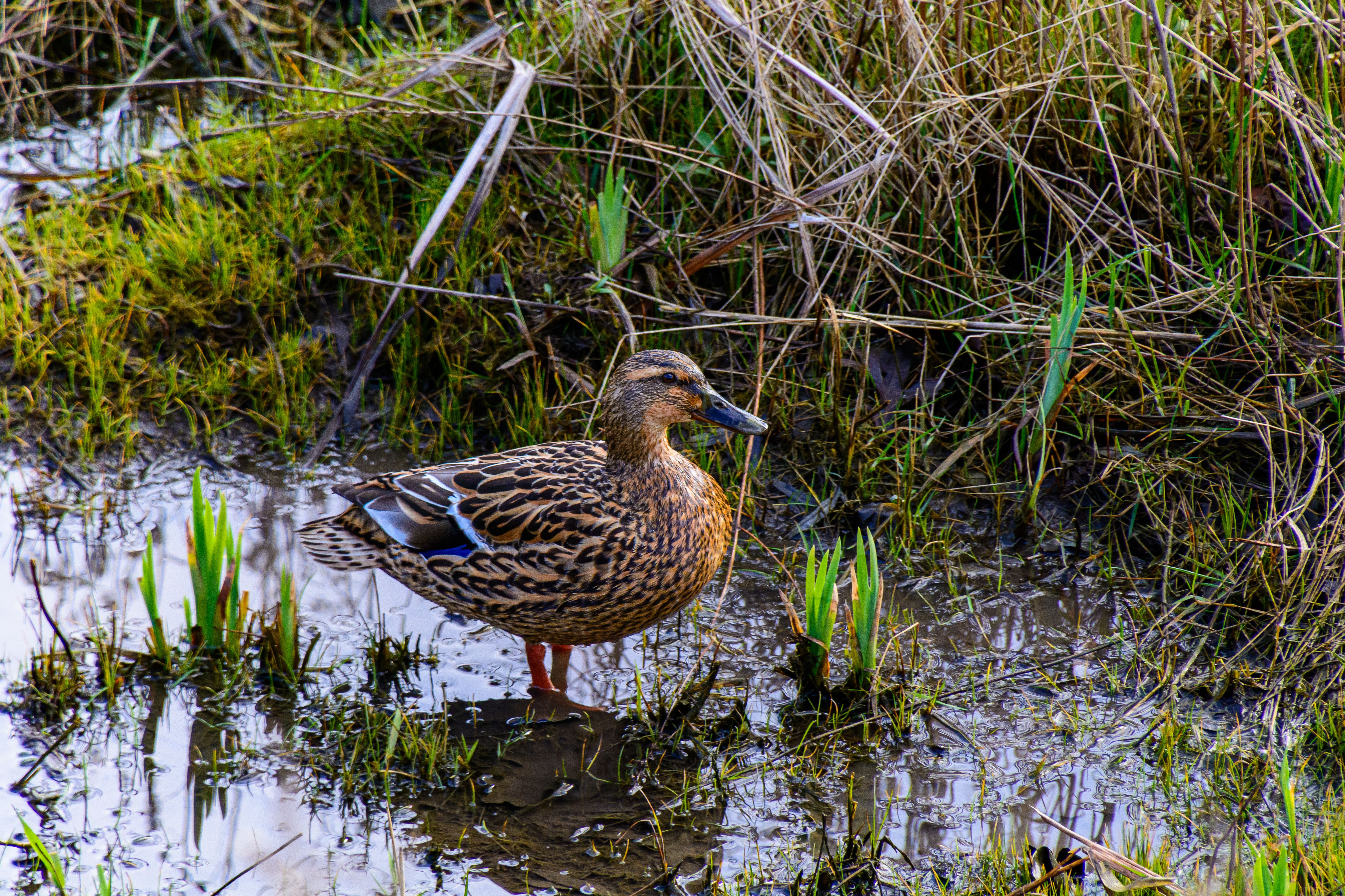 Mallard Duck in Natural Wetland Habitat · Free Stock Photo