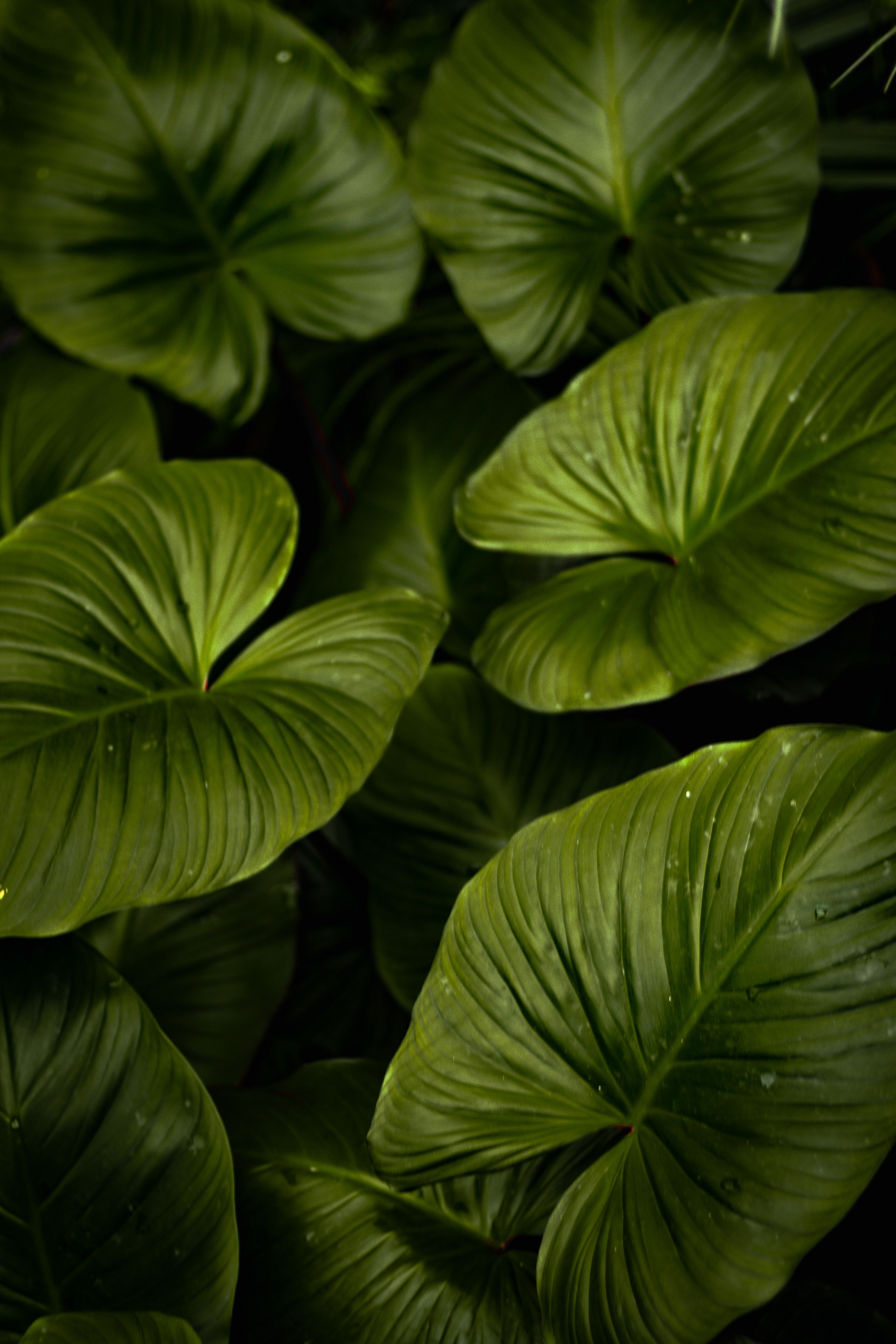 Lush Green Tropical Foliage in Natural Setting · Free Stock Photo