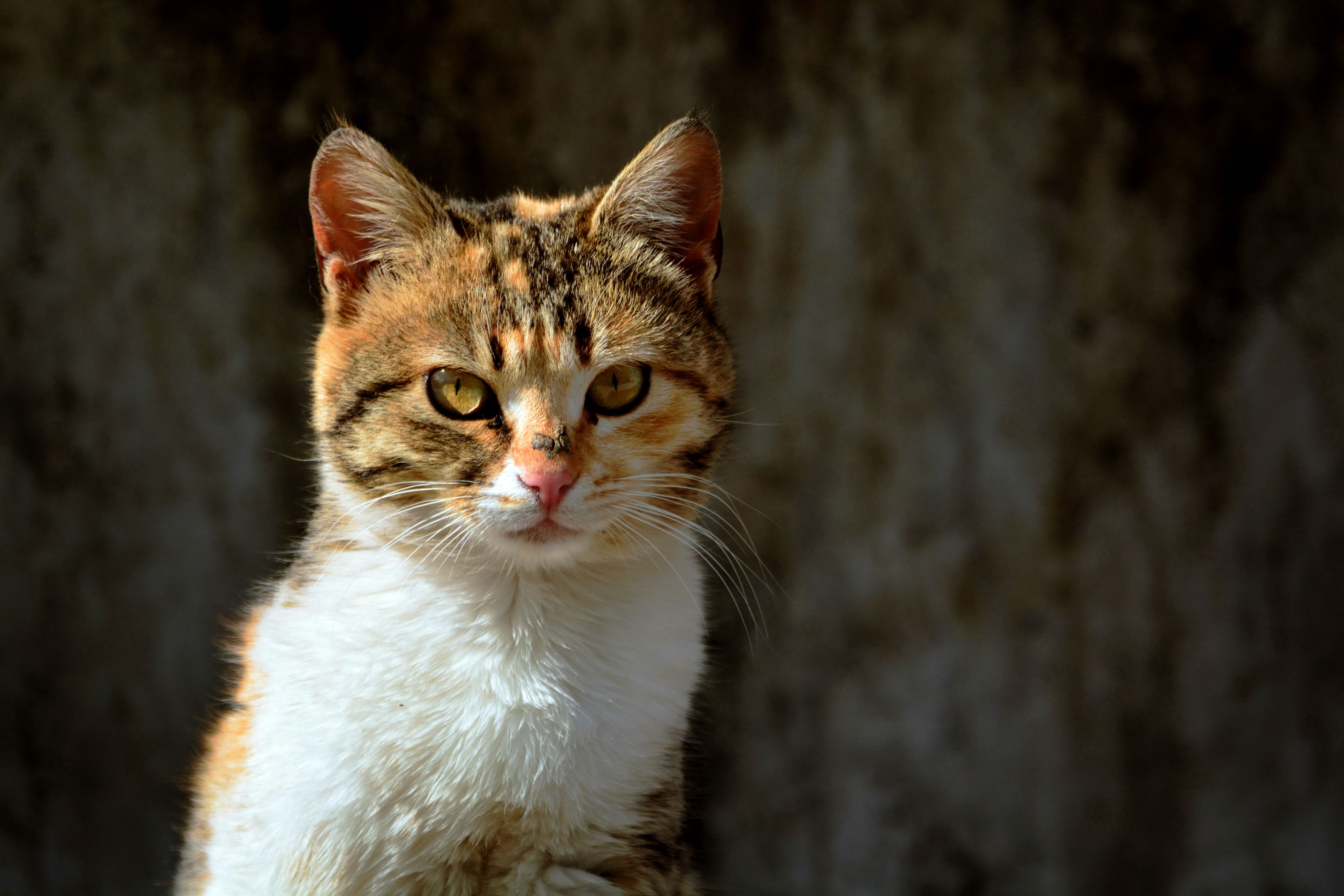 Veterinary care for a cat