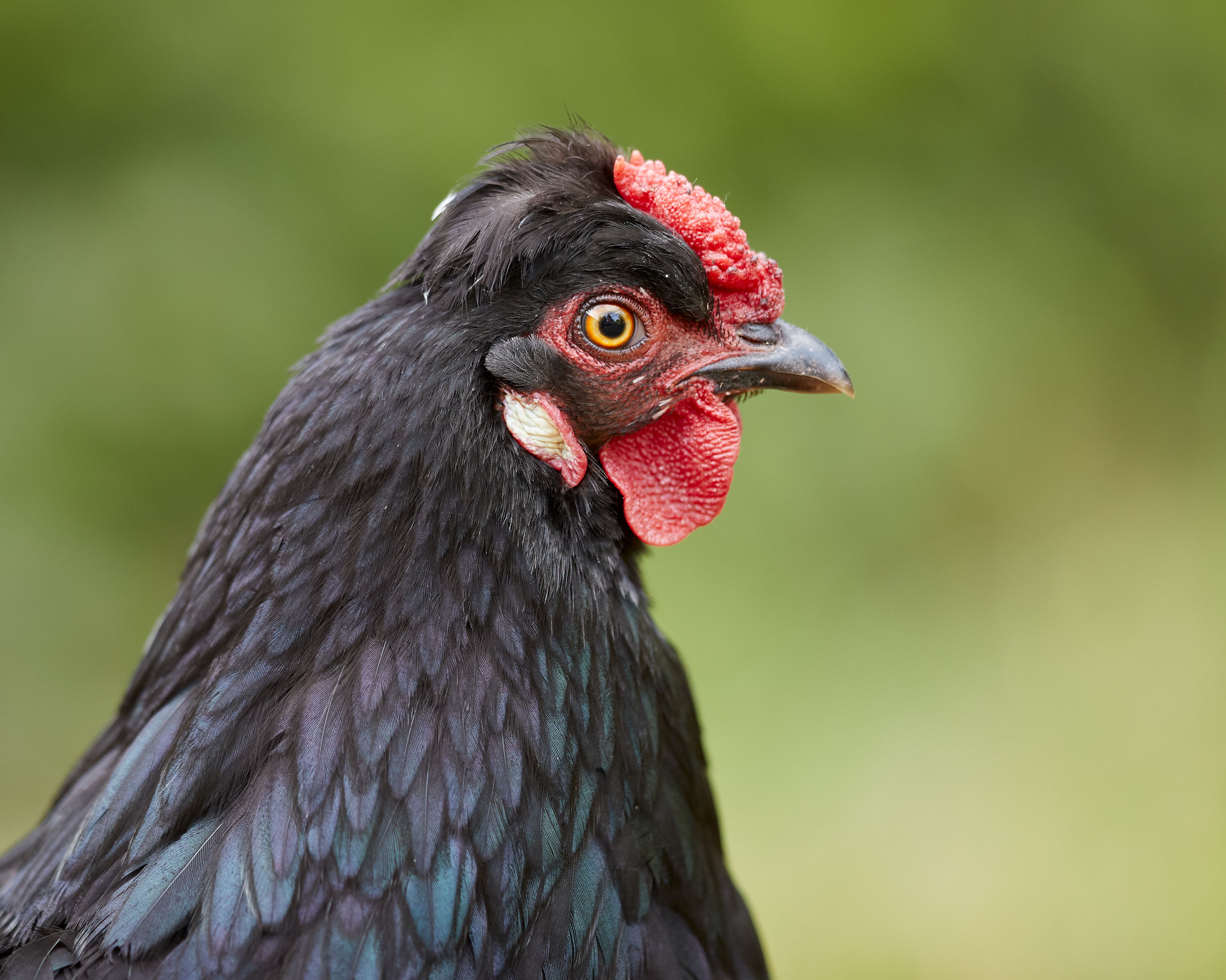 Poule Perd Plumes : Causes Solutions 2026