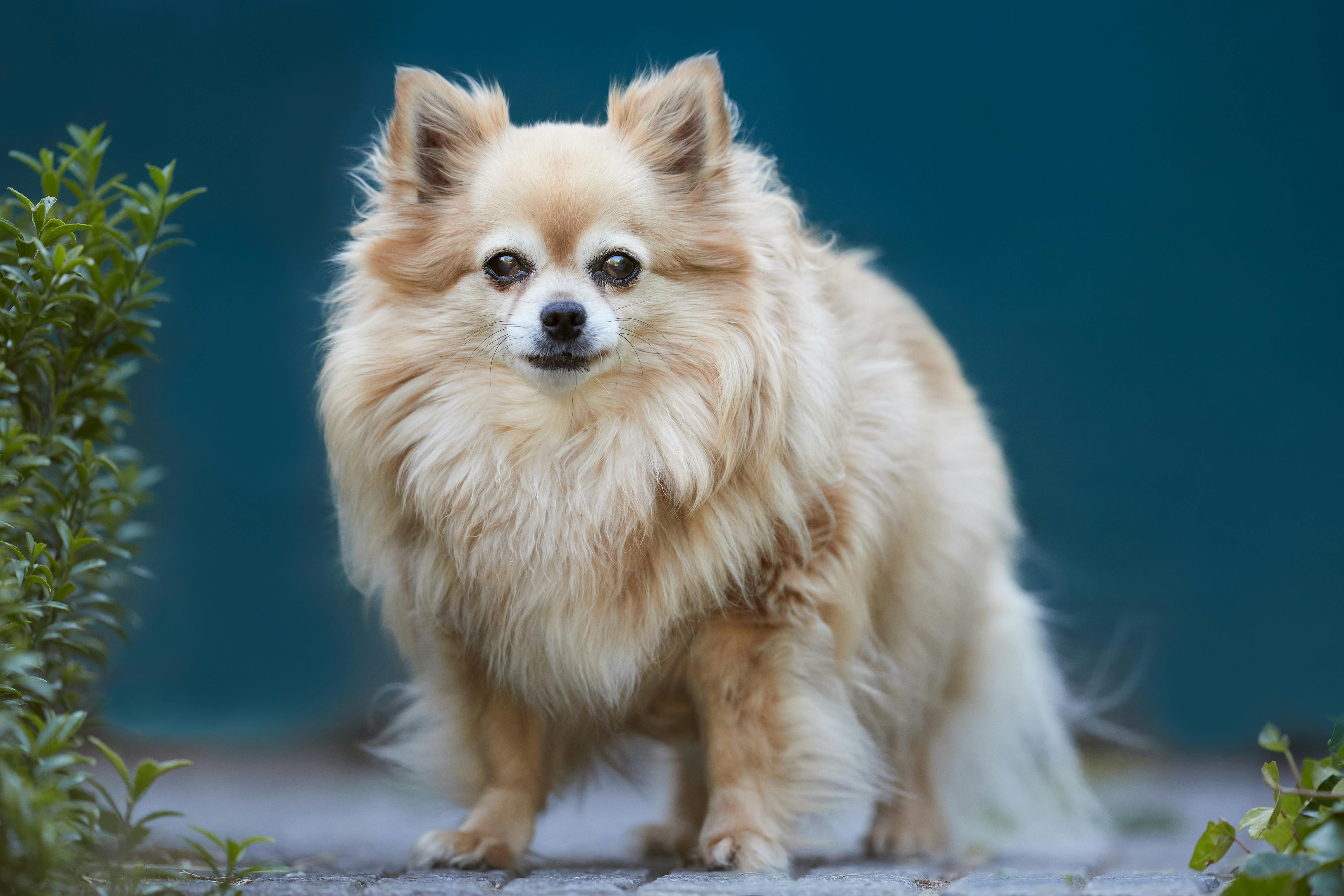 Why Pet Insurance Might Be One of the Most Loving Things You Can Do for Your Animal Companion - One Green Planet — Photo by E