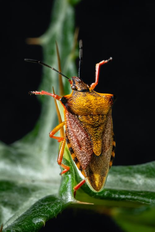 Free Close-up of an orange stink bug on a plant with a black background, showcasing intricate details. Stock Photo