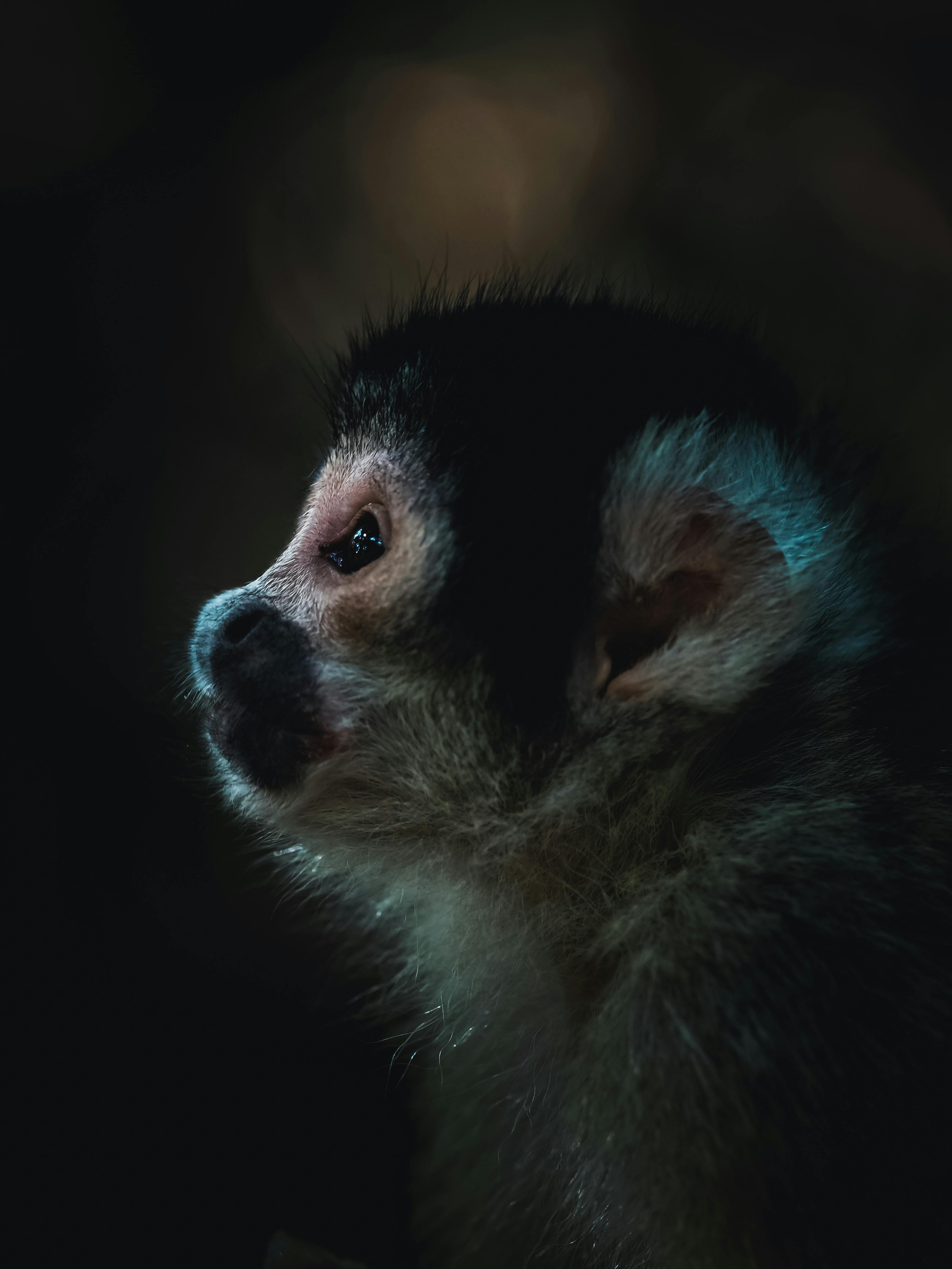 Fotografia Com Foco Seletivo De Macaco Branco E Preto · Foto profissional  gratuita