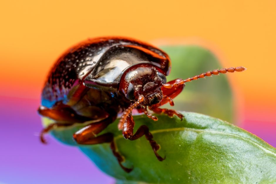 Comparação de razão de ampliação 1:1, 2:1 e 5:1 em fotografia macro de inseto