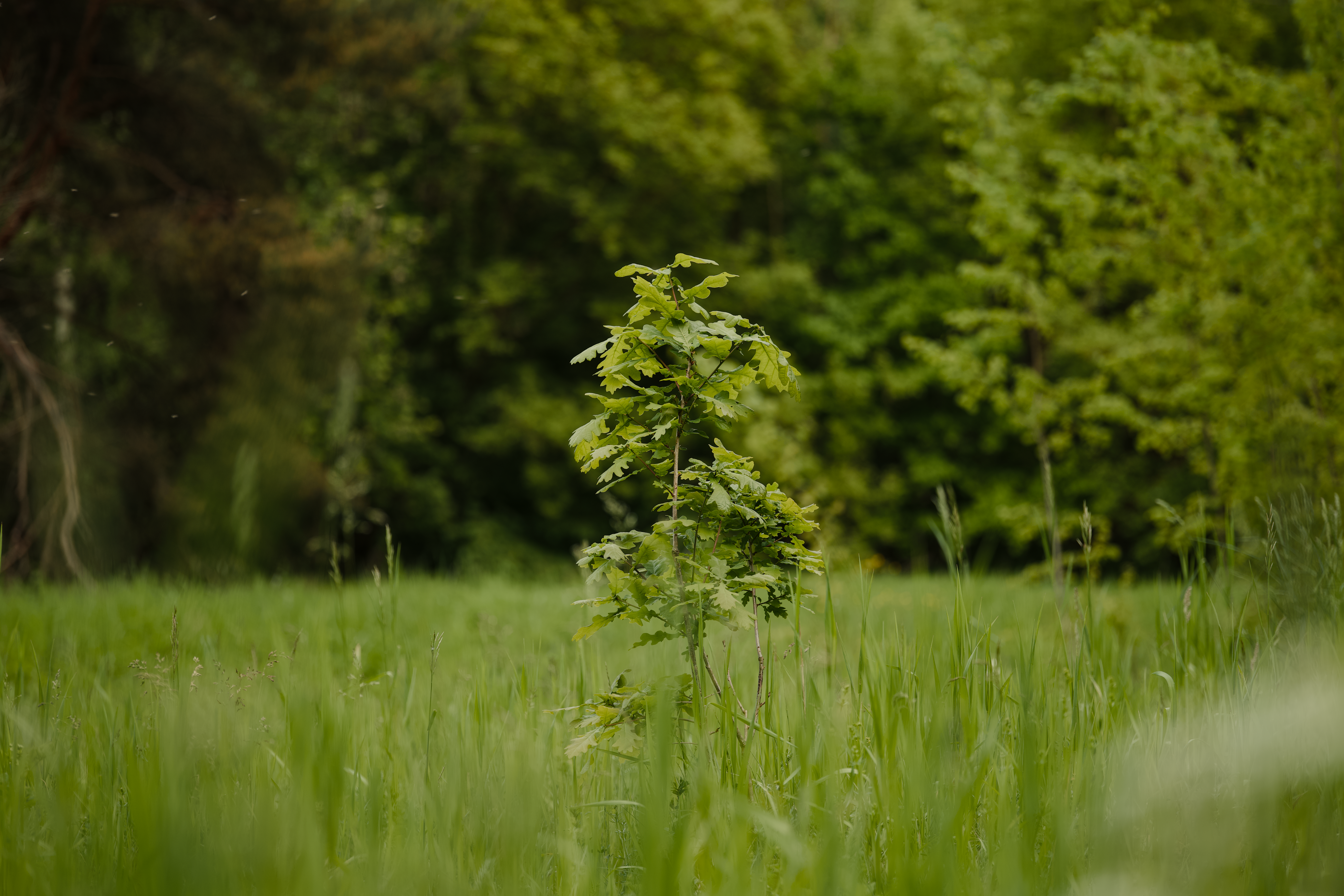 plants carbon cycle