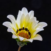 A gazania flower with dew — photo by Abdus Samad Mahkri on Pexels