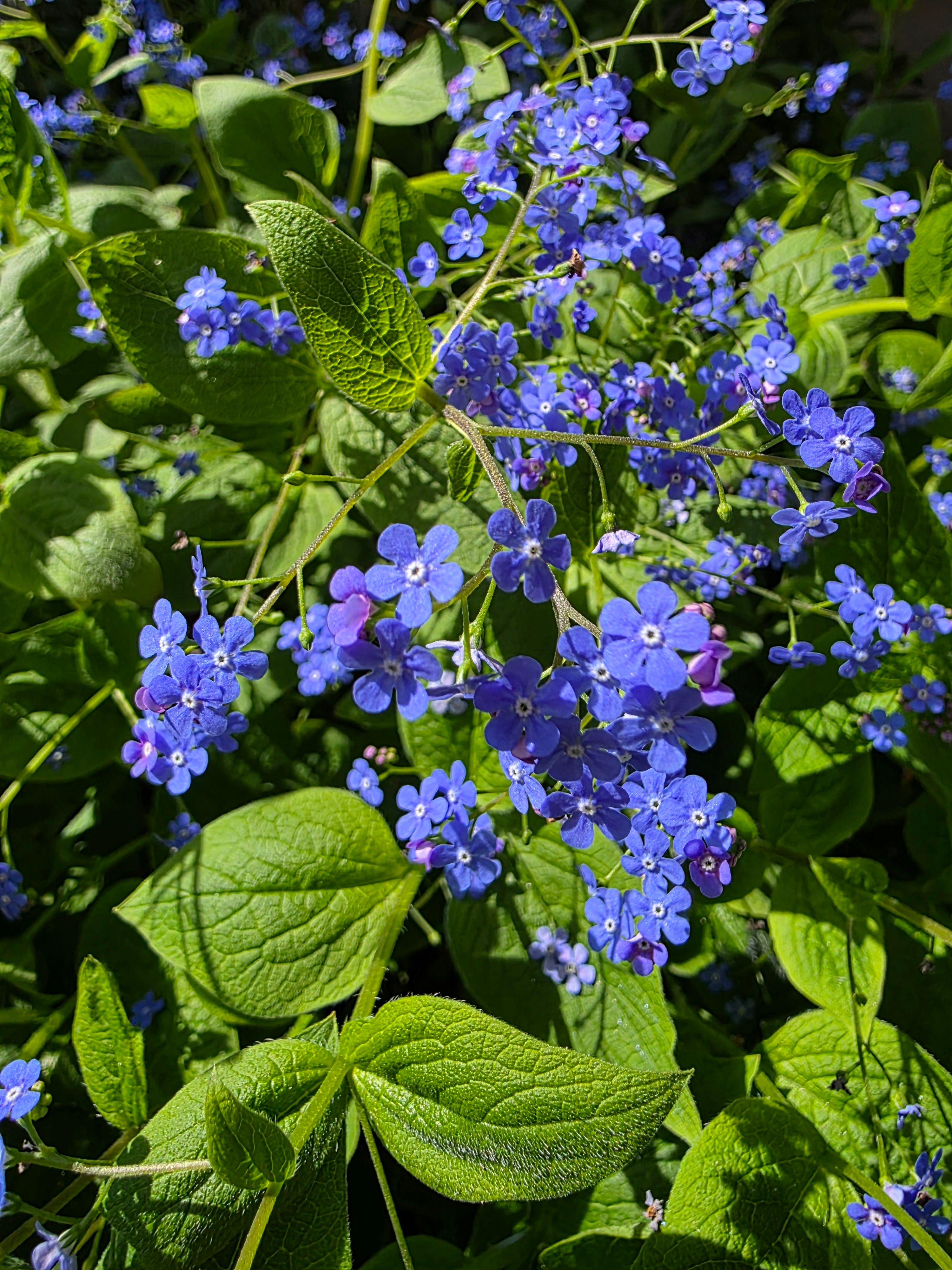 Macro photography of bright blue forget-me-not flowers basking in the sun, surrounded by lush green leaves.