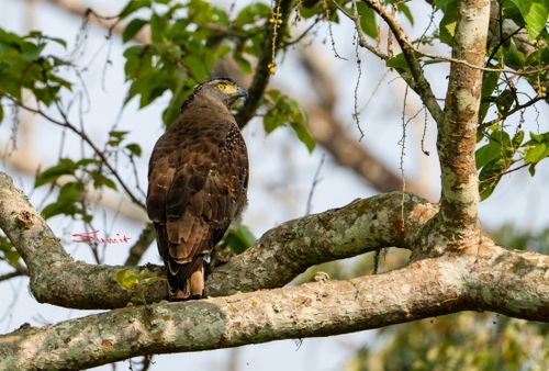 Free Crested Serpent Eagle sitting on a tree branch in Kaziranga National Park. Stock Photo