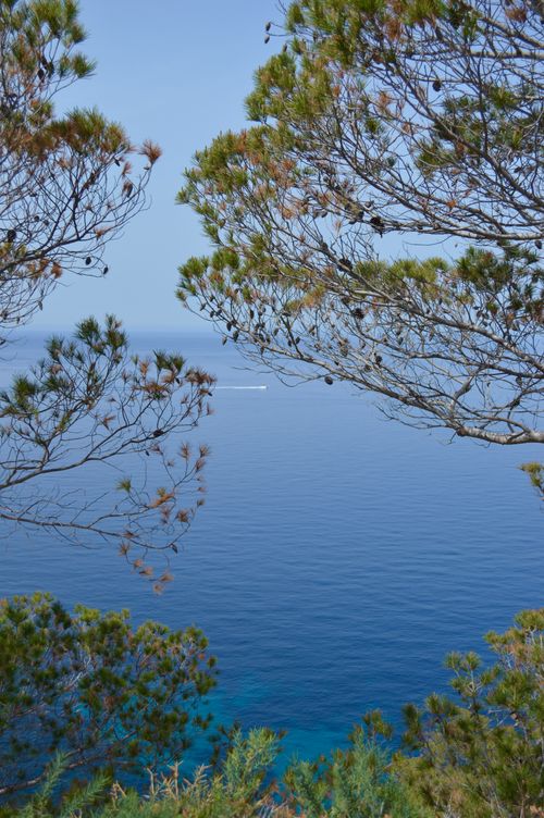 Free Peaceful view of a calm sea through pine trees, ideal for nature enthusiasts and wall art. Stock Photo