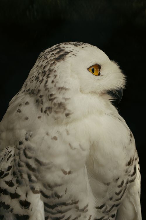 Free Elegant side profile of a Snowy Owl in Tokyo, highlighting intricate plumage and vivid yellow eyes. Stock Photo