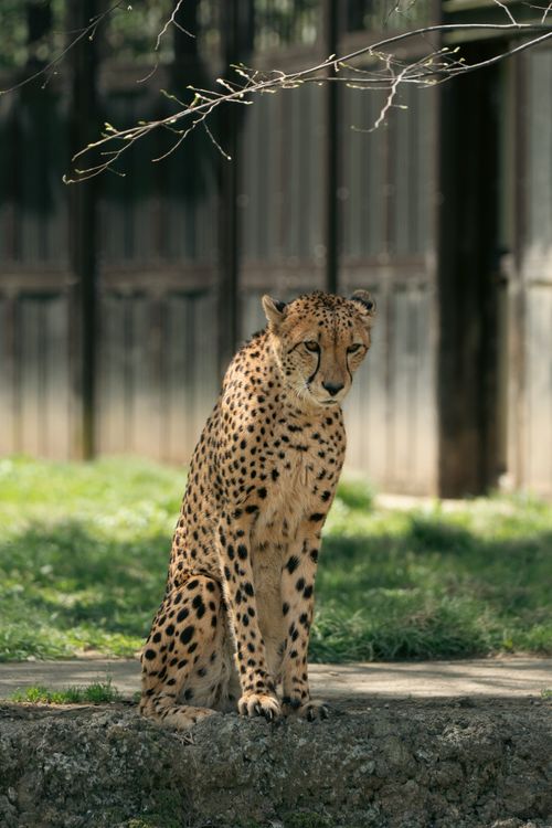Free Captivating cheetah relaxing in a lush, green zoo environment in Tokyo on a sunny day. Stock Photo