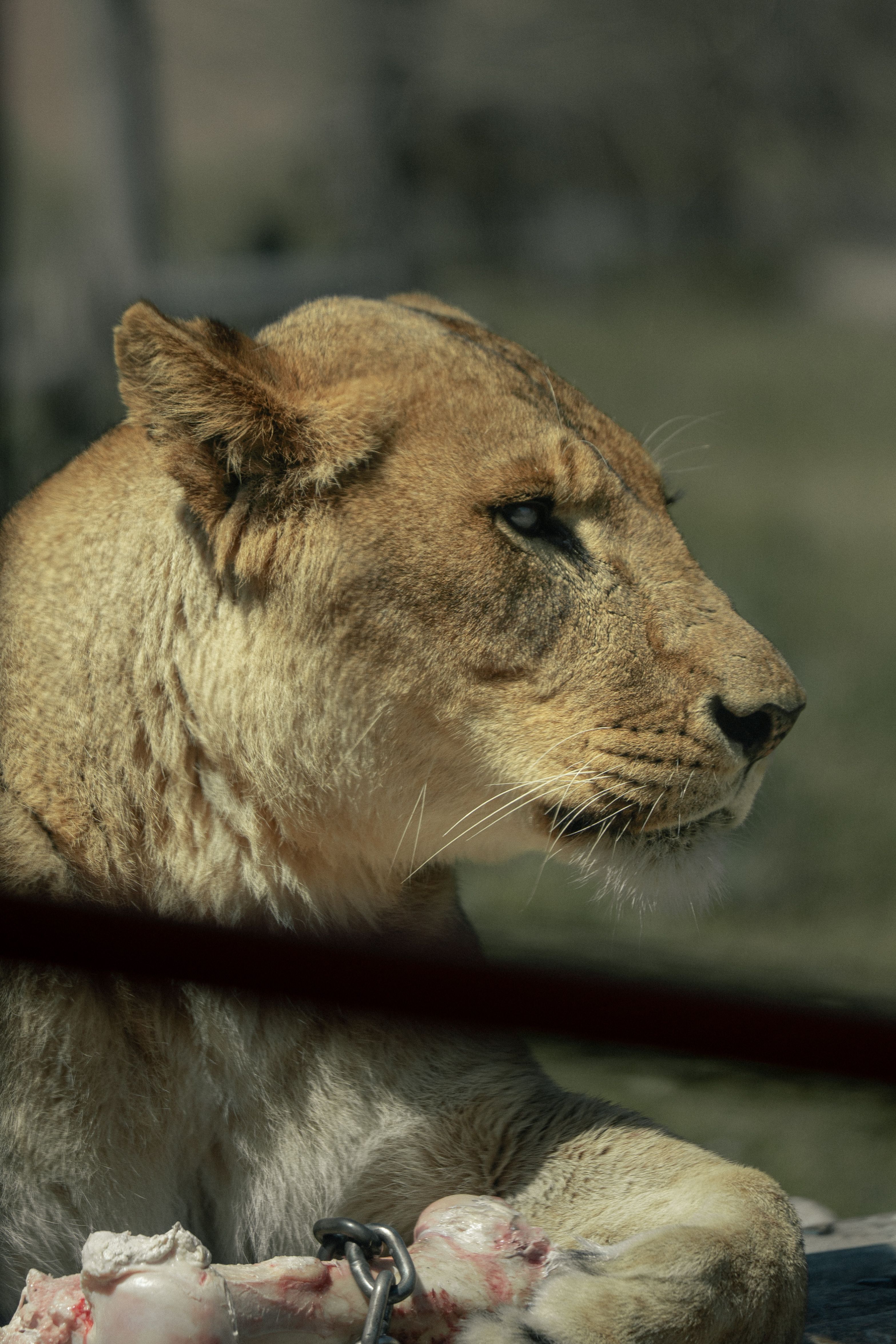 A majestic lioness lies in its natural habitat, showcasing strength and grace.
