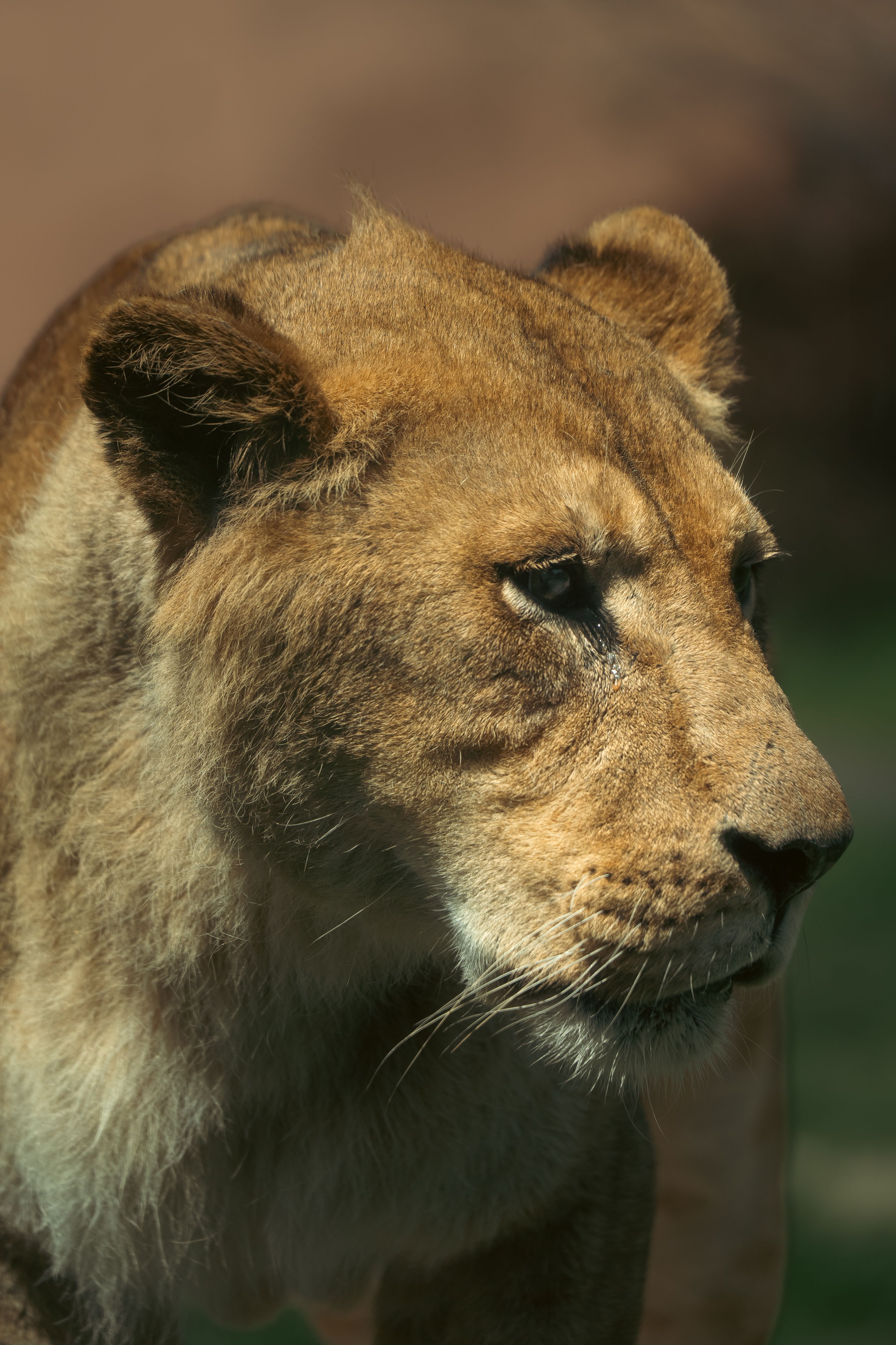 Detailed close-up of a lioness showcasing strength and grace in natural habitat.