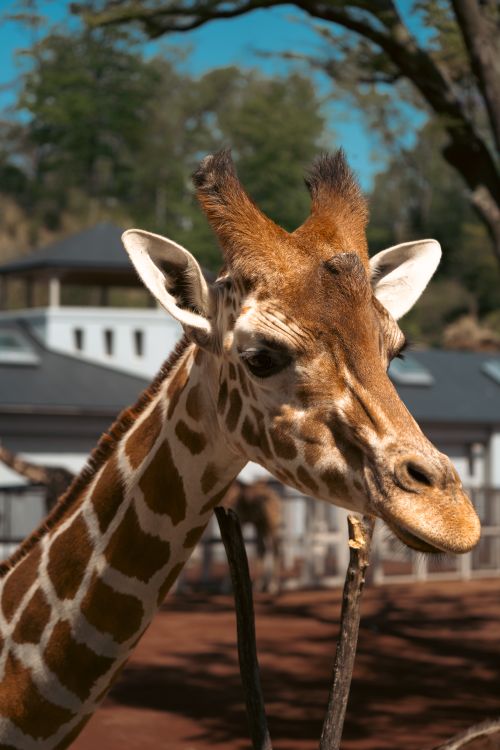 Free A stunning close-up of a giraffe in a zoo under a clear blue sky in Tokyo, Japan. Stock Photo