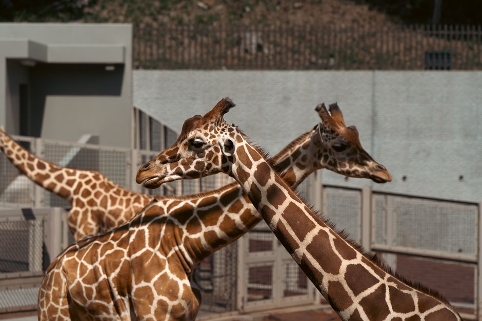日本の東京にある動物園の、透明な囲いの中にいる2頭のキリン。