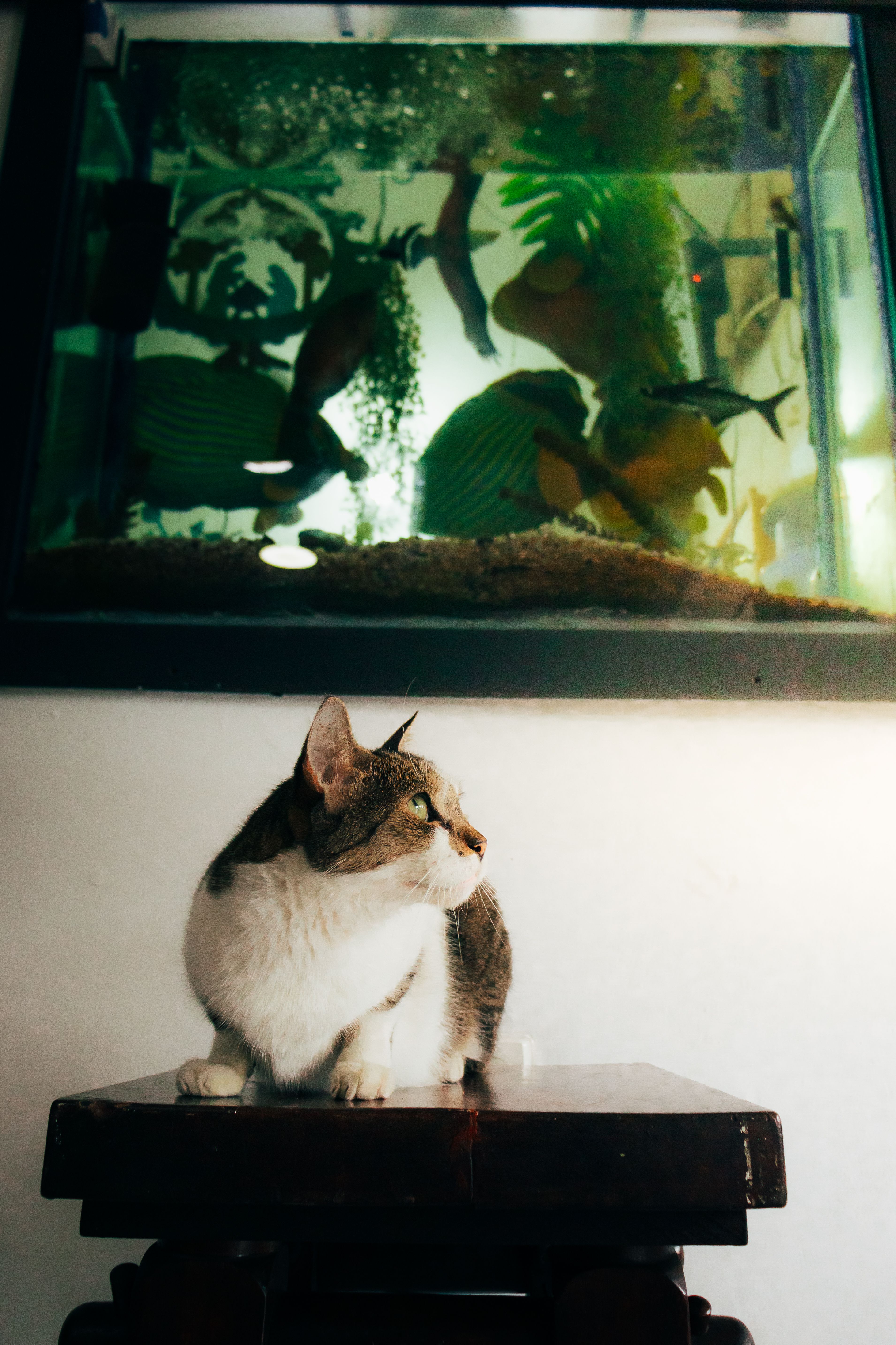 A domestic cat sits on a table near a vibrant aquarium filled with various fish, creating a serene indoor scene.