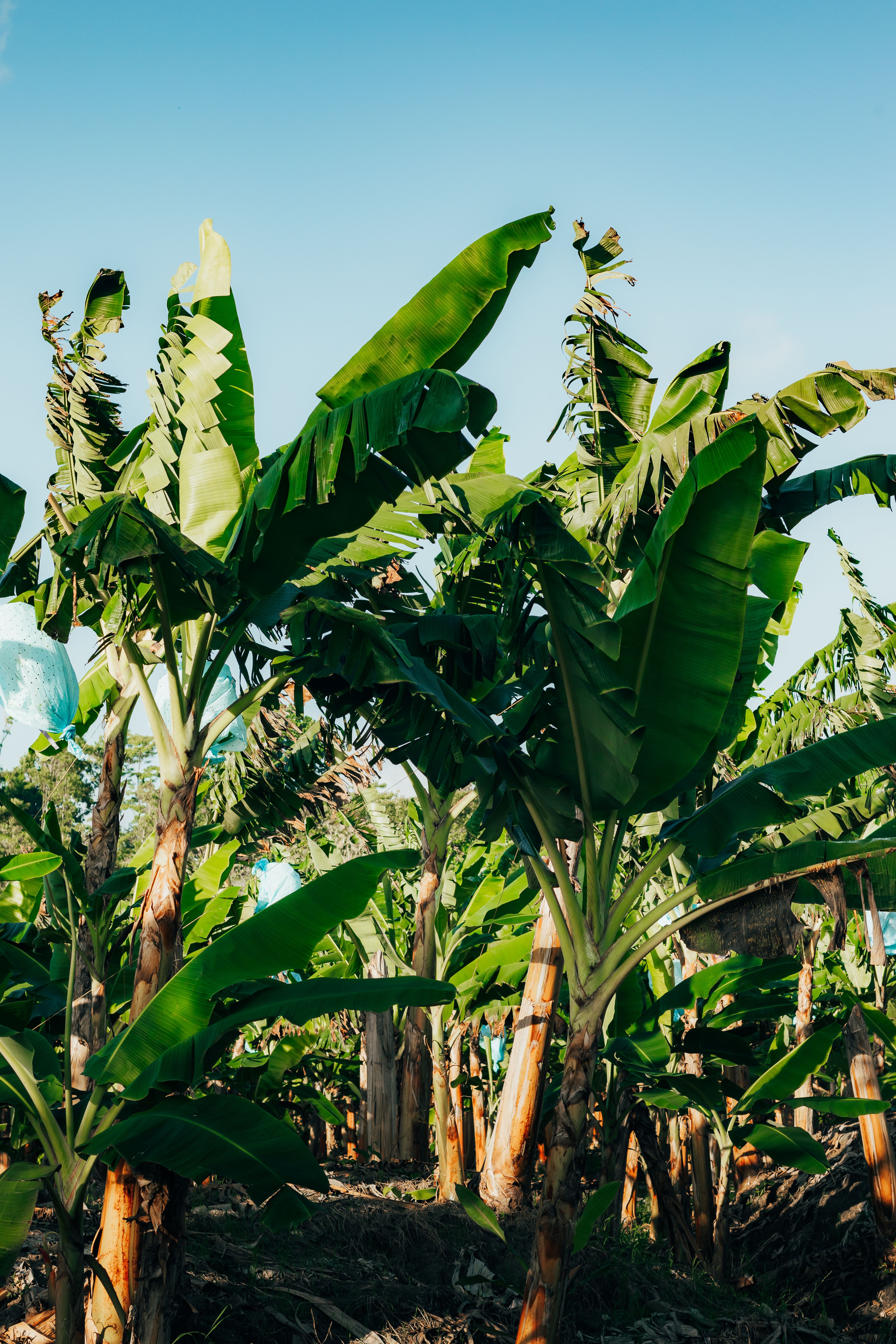 gratis Weelderige bananenplanten onder heldere hemel in Apartadó, Antioquia, Colombia. Stockfoto