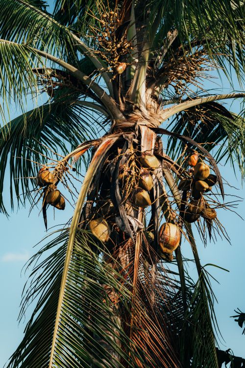 Free A coconut palm tree under clear blue skies in Apartadó, Colombia, showcasing tropical beauty. Stock Photo