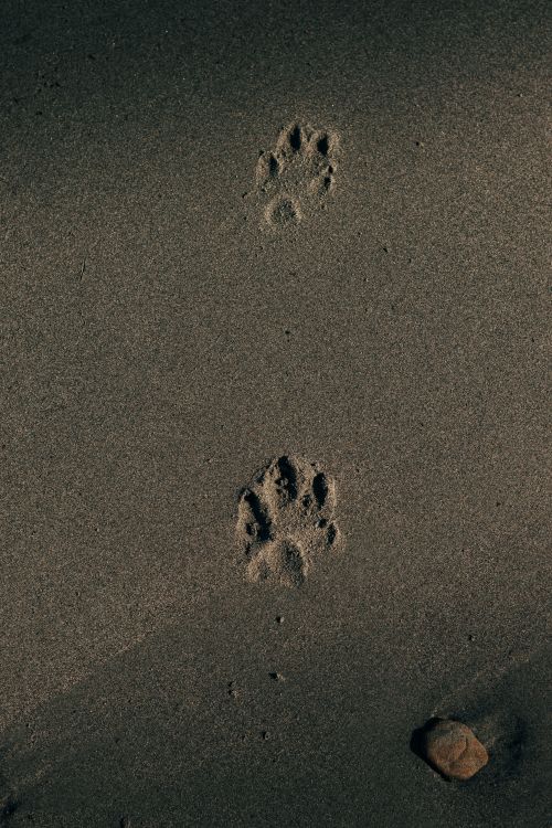 Free Animal paw prints on sandy beach in Apartadó, Colombia. Captured during the day, showcasing nature's subtle details. Stock Photo