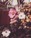 White and Pink Flowers