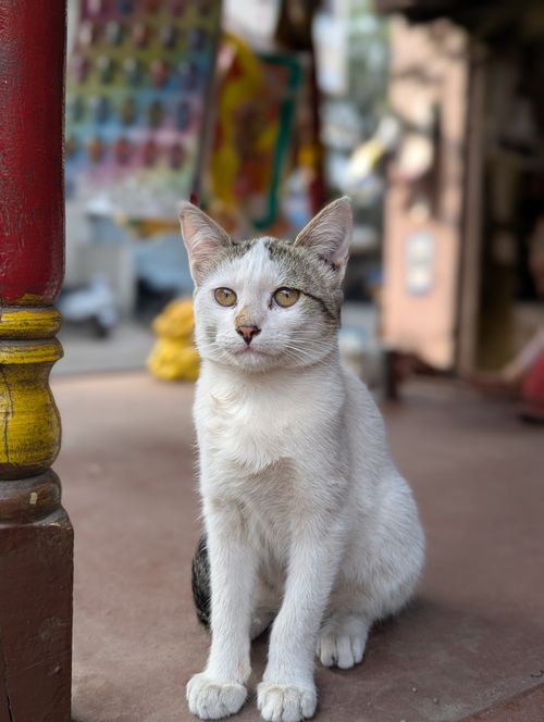 Free A cute white and gray cat sitting attentively outdoors, showcasing its striking yellow eyes. Stock Photo