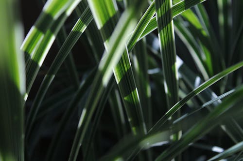 クローズアップ写真の緑の葉の植物