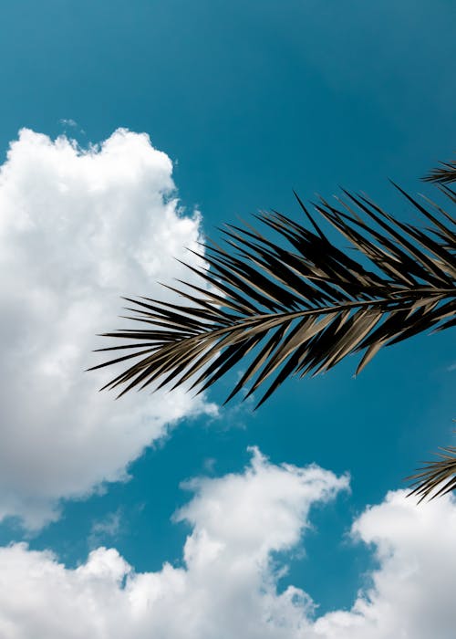Free Photo of Palm Leaves During Daytime Stock Photo