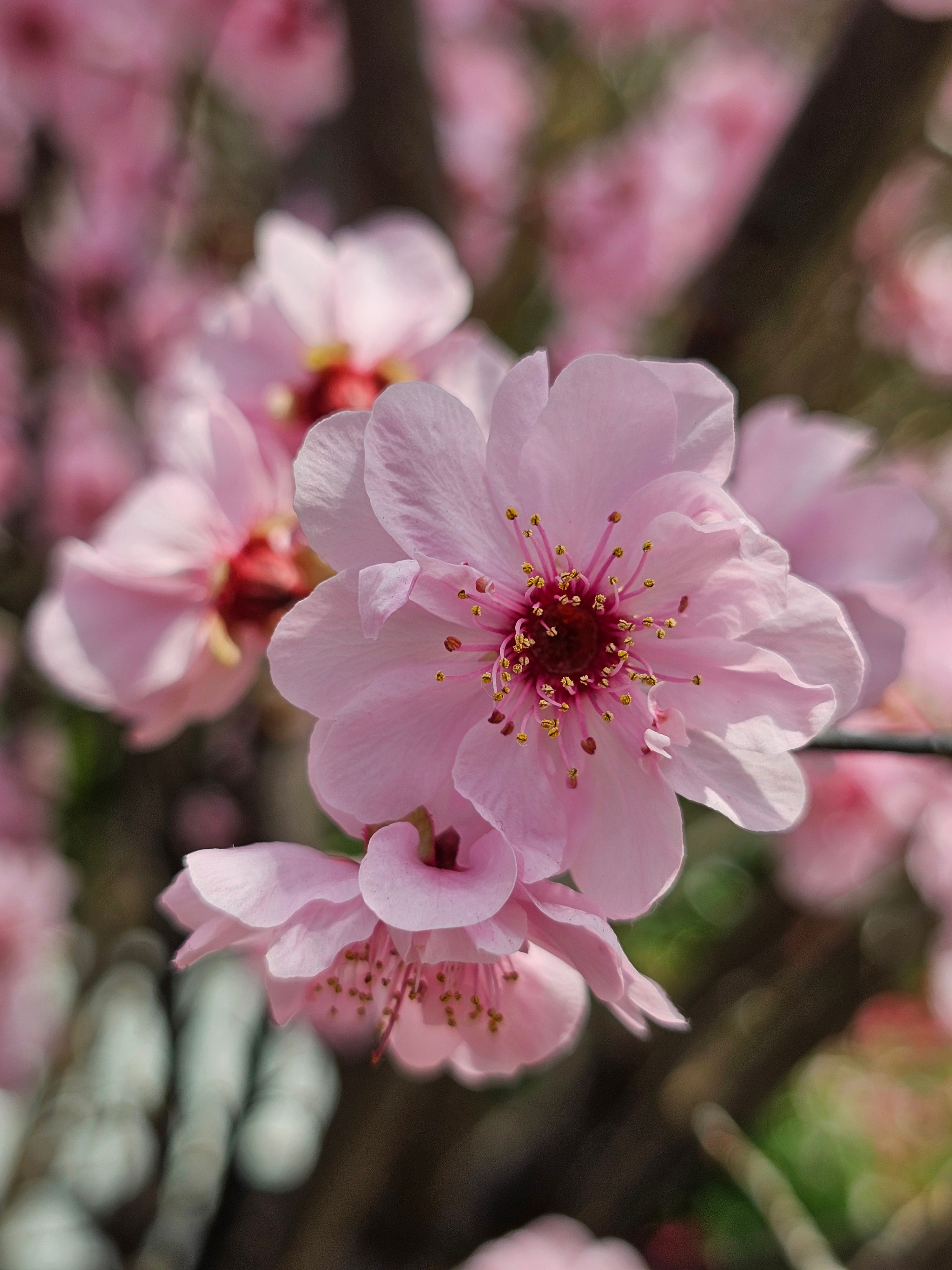 Close-up of Pink Cherry Blossoms in Spring · Free Stock Photo