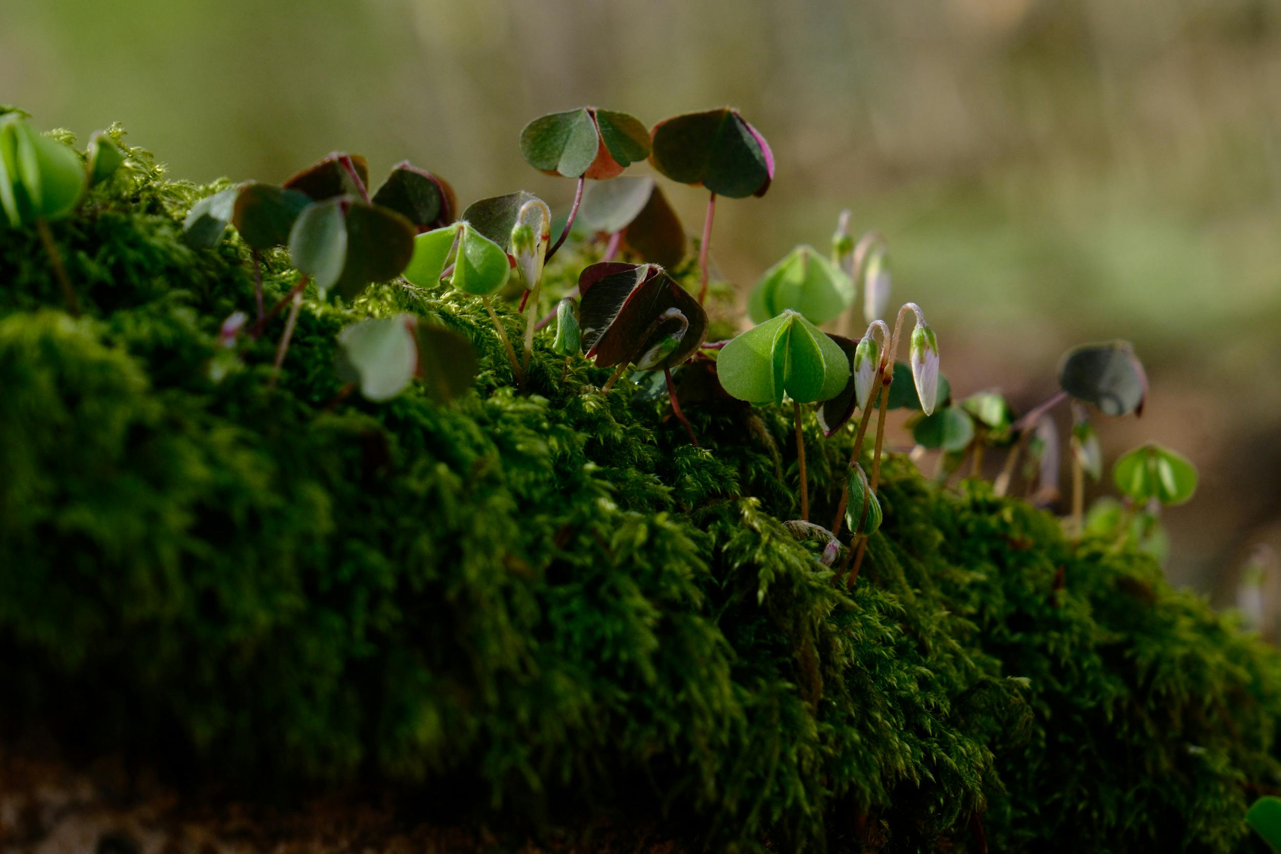 Emerging Growth Patterns Driving Expansion in the Workflow Automation and Optimization Software Market — Photo by Steffen Rüh