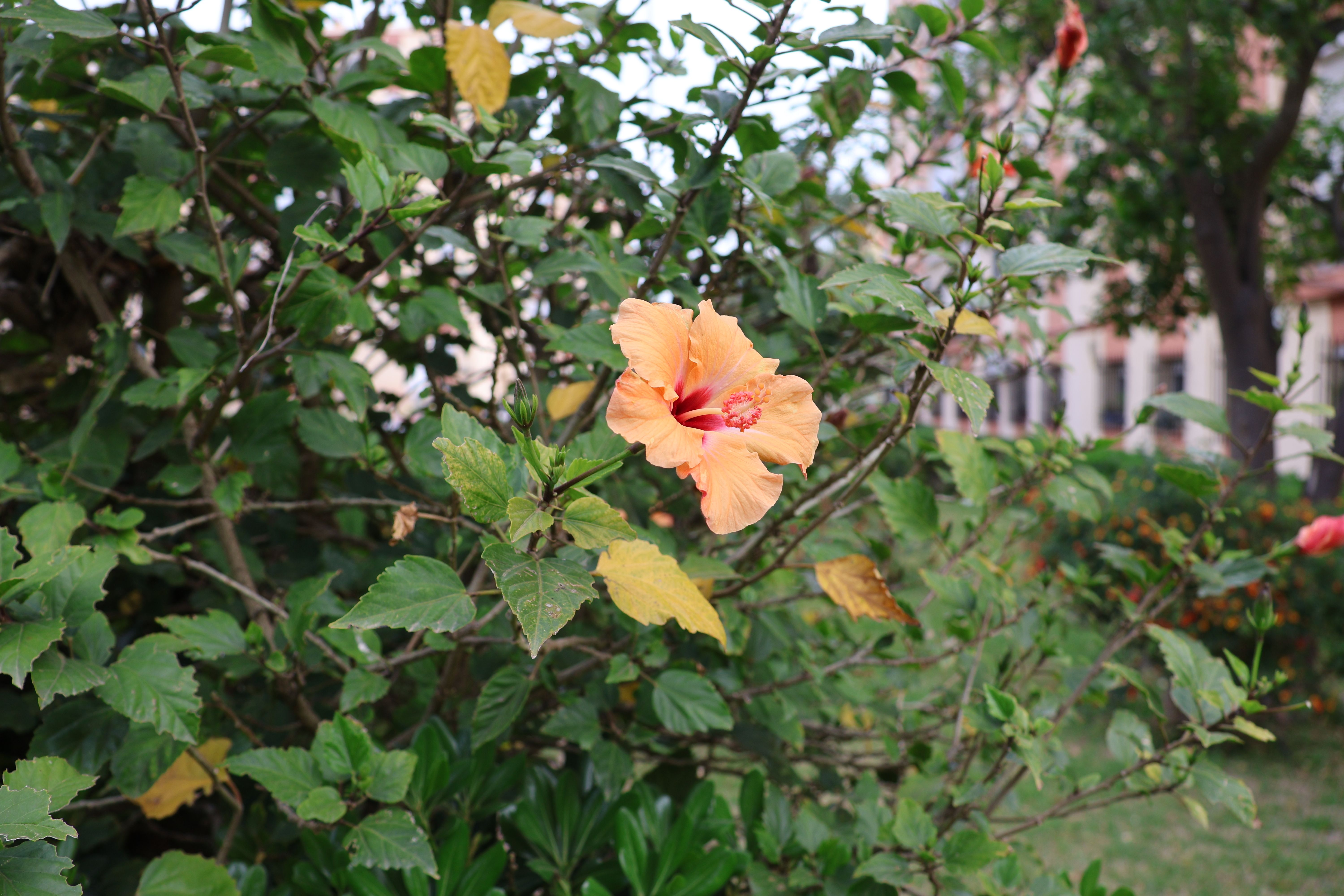 Flor de Jamaica deshidratada para infusiones