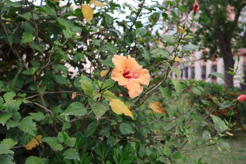 Free Captivating orange hibiscus flower surrounded by lush green leaves in a serene garden setting. Stock Photo