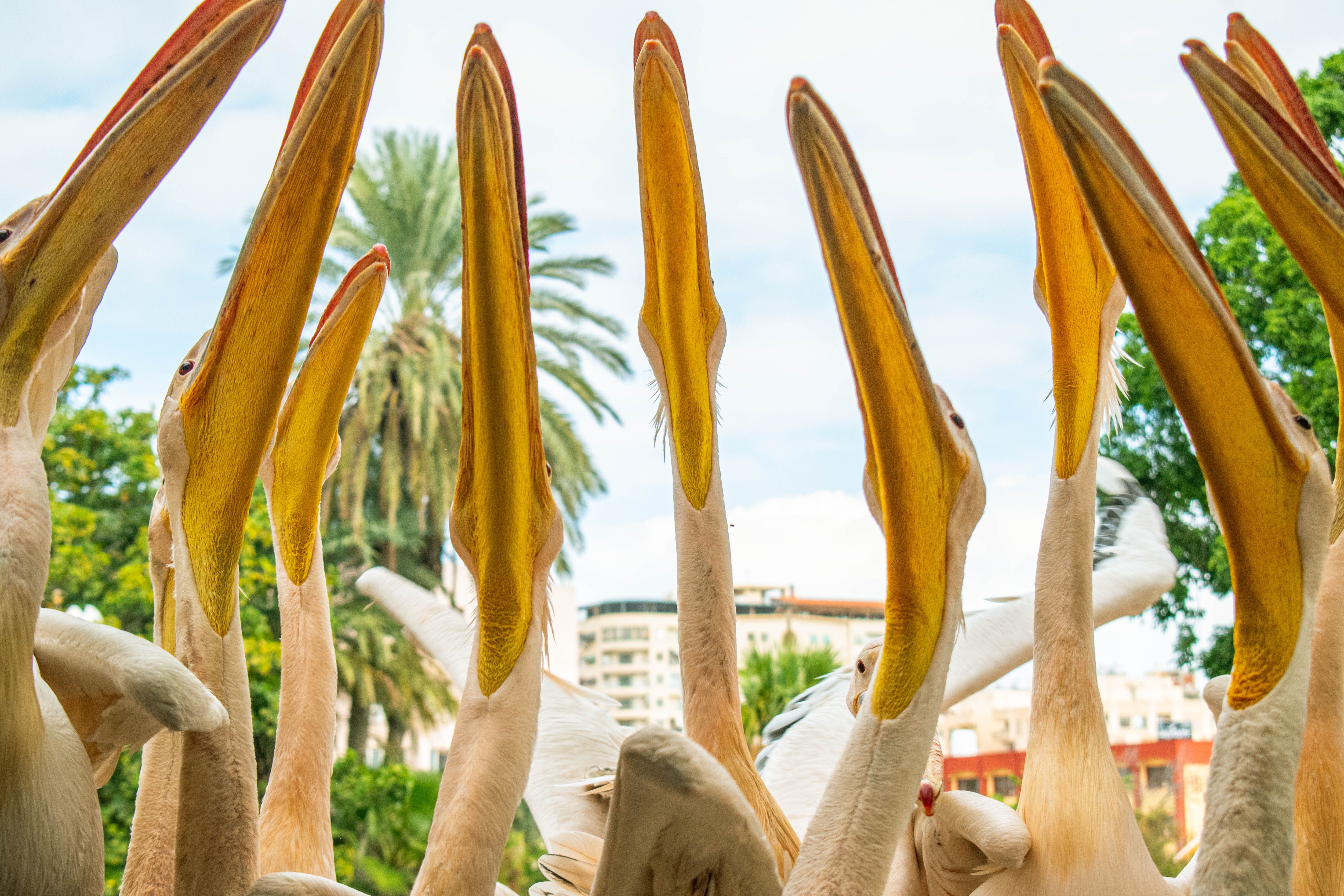 Group of pelicans with their beaks pointed skyward amid lush greenery and palm trees.
