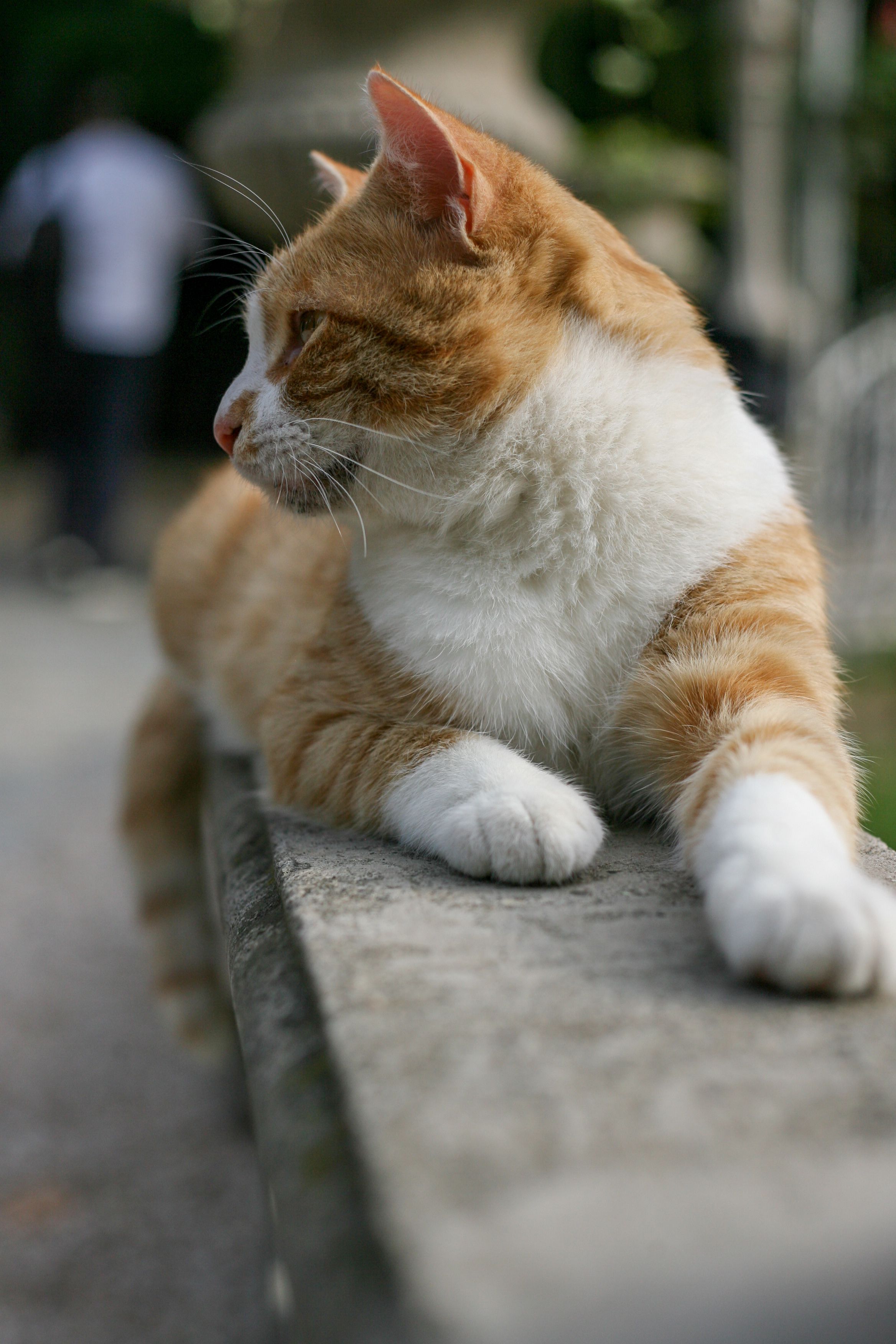 Gratis Un gatto soriano rosso è sdraiato su una sporgenza di cemento all'aperto, con lo sguardo rivolto di lato. Foto a disposizione