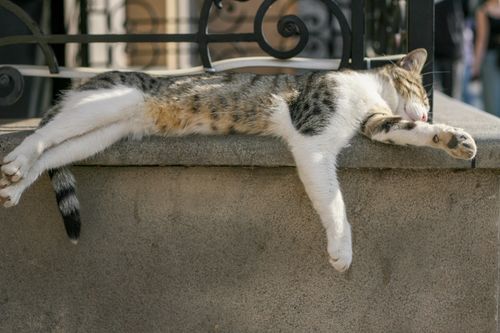 Free A tabby cat peacefully sleeping on a ledge in the afternoon sun, outdoors. Stock Photo