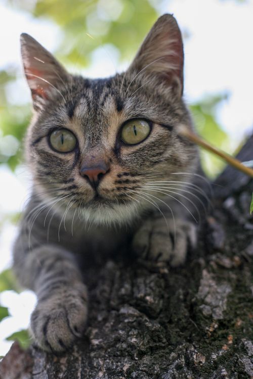 Free A curious tabby cat perched on a tree with blurred green leaves in the background. Stock Photo