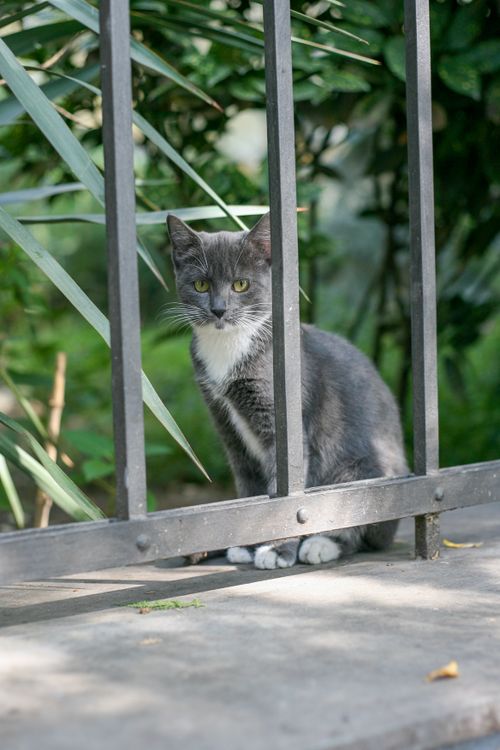 Free Captivating image of a grey cat sitting behind an iron fence surrounded by lush greenery. Stock Photo