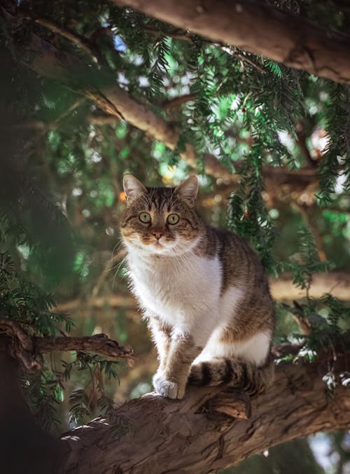 나뭇 가지에 갈색과 흰색 줄무늬 고양이