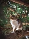 一只可爱的虎斑猫坐在绿树成荫的树枝上