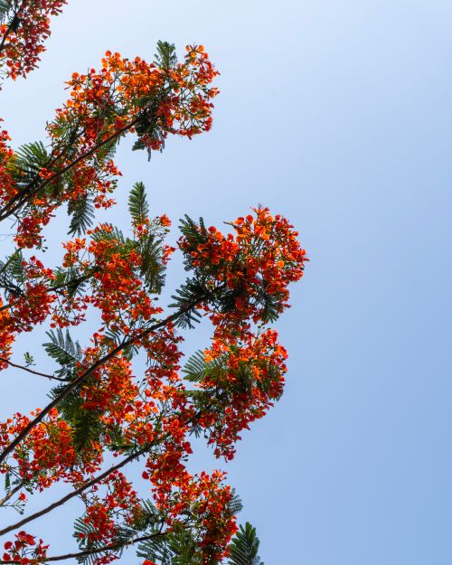 Free Bright red flamboyant tree flowers set against a clear spring sky, capturing seasonal beauty. Stock Photo