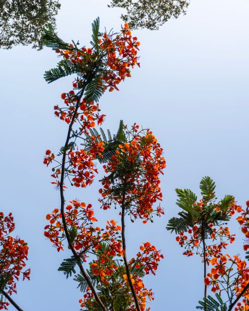 Free A beautiful capture of vibrant red orange Poinciana flowers set against a clear blue sky. Stock Photo