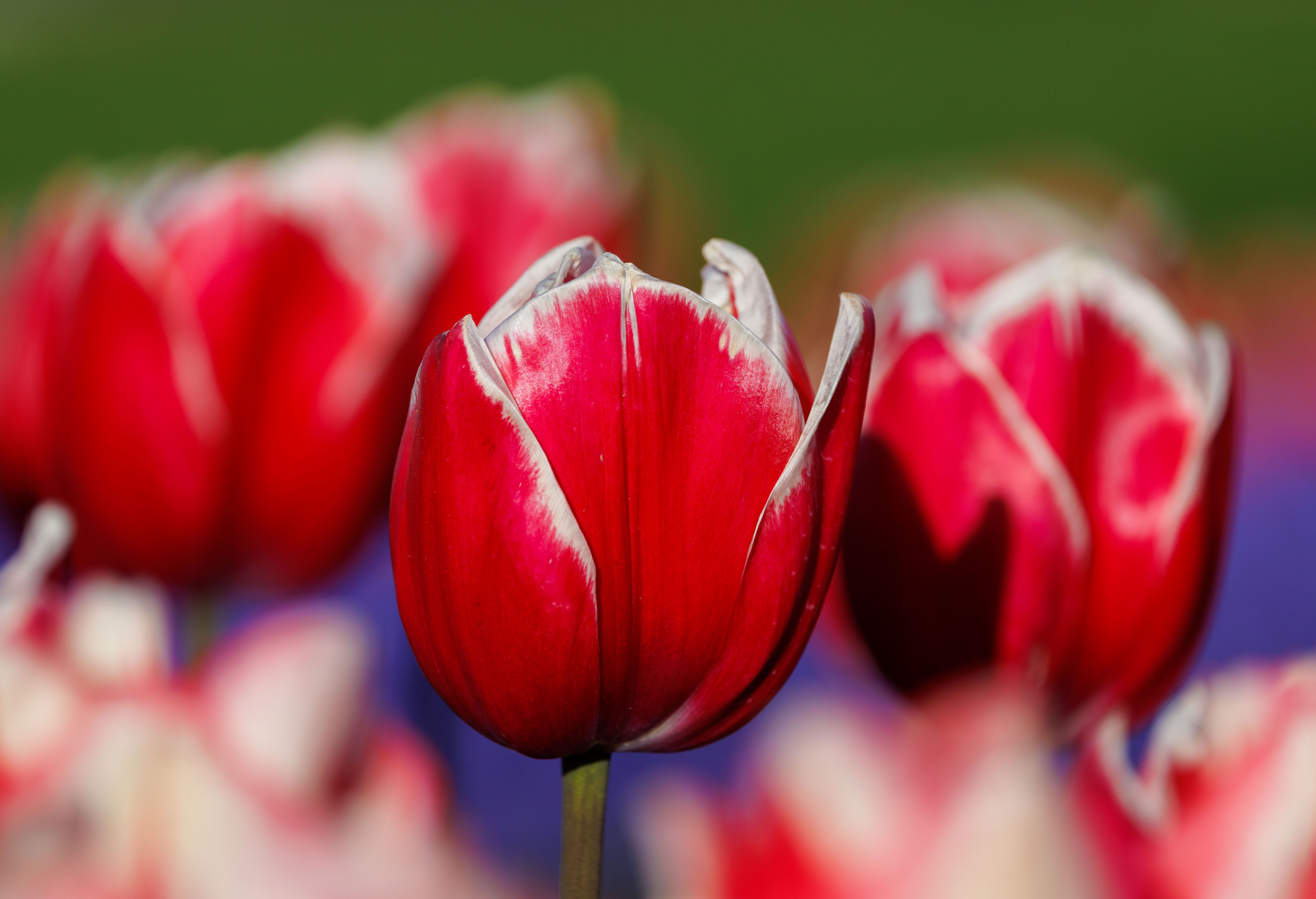 [ColoSach]-close-up-of-vibrant-red-tulips-in-full-bloom,-showcasing-springtime-beauty-in-a-garden-setting.