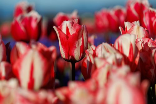 Free Close-up of stunning red and white tulips blooming in spring. Stock Photo