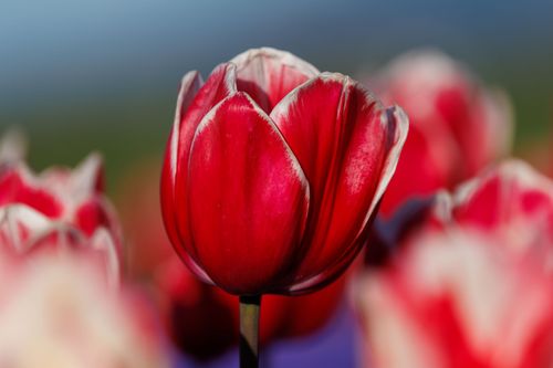 Free Beautiful close-up of a red tulip in full bloom, capturing its vivid colors. Stock Photo
