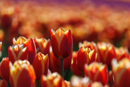 Free Close-up of vibrant red tulips with sunlight highlighting their petals in a blooming field. Stock Photo