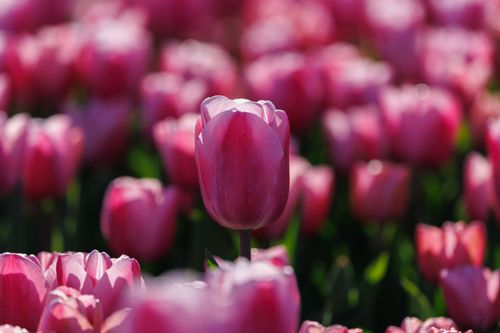 Free A stunning field of pink tulips in full bloom, capturing the beauty of spring flowers. Stock Photo